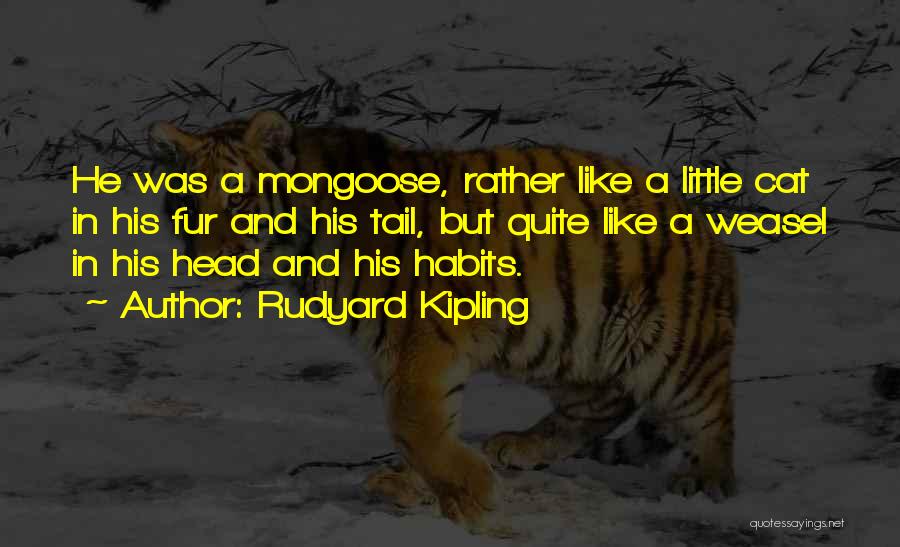 Cat Fur Quotes By Rudyard Kipling