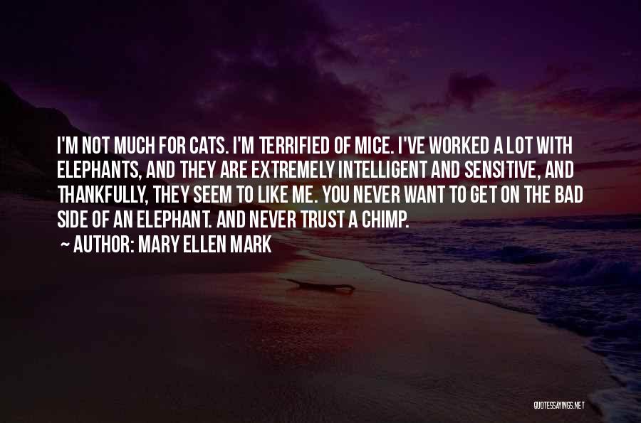 Cats And Mice Quotes By Mary Ellen Mark