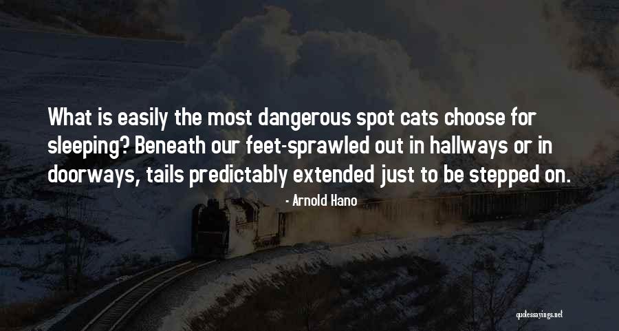 Cats And Sleep Quotes By Arnold Hano Cats And Sleep Quotes By Arnold Hano