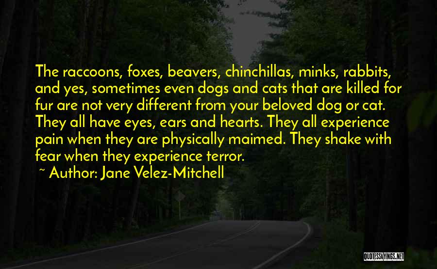 Cats Eyes Quotes By Jane Velez-Mitchell