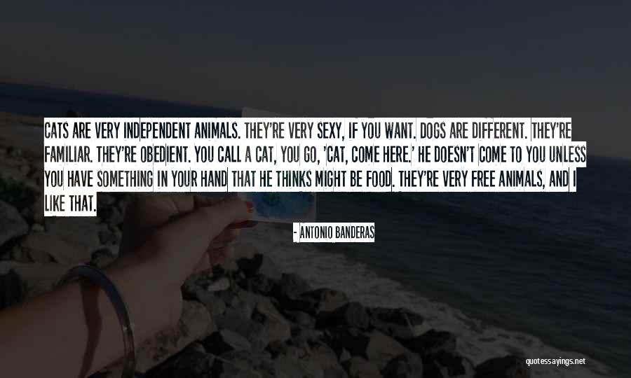 Cats Quotes By Antonio Banderas Cats Quotes By Antonio Banderas