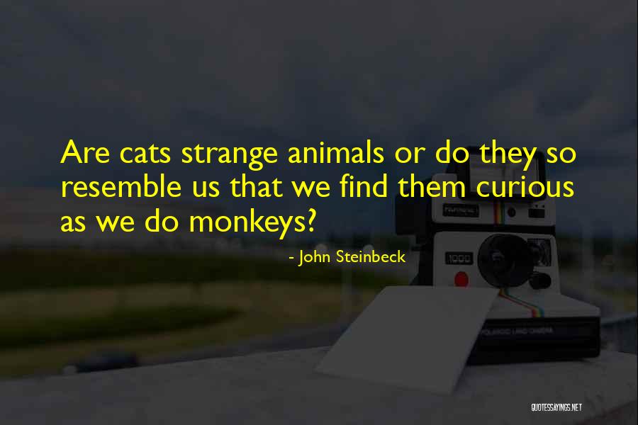 Cats Quotes By John Steinbeck Cats Quotes By John Steinbeck