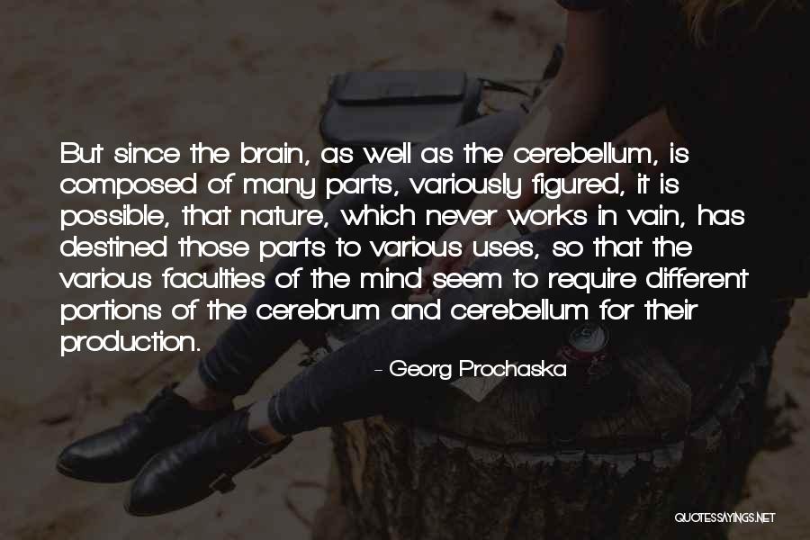 Cerebellum Quotes By Georg Prochaska