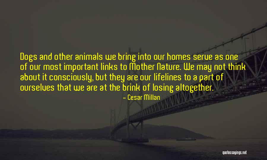 Cesar Millan Quotes 1599939 Cesar Millan Quotes 1599939