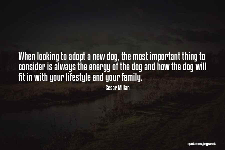 Cesar Millan Quotes 1729264 Cesar Millan Quotes 1729264