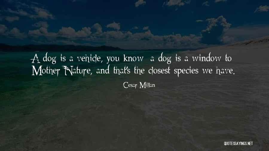 Cesar Millan Quotes 2221276 Cesar Millan Quotes 2221276