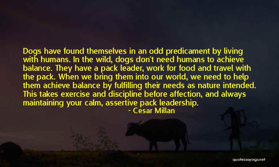 Cesar Millan Quotes 416857 Cesar Millan Quotes 416857
