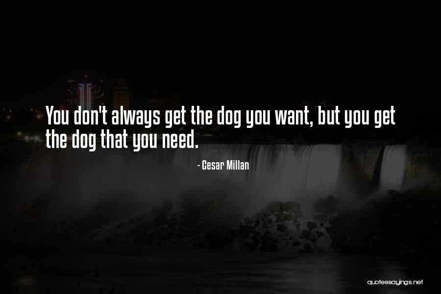 Cesar Millan Quotes 505268 Cesar Millan Quotes 505268