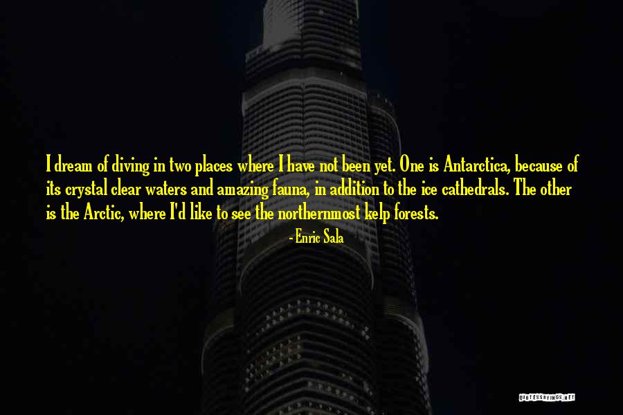 Chenare Decorative Quotes By Enric Sala Chenare Decorative Quotes By Enric Sala