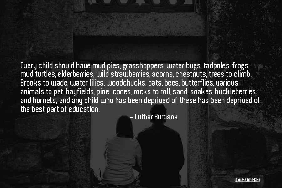 Chestnuts Quotes By Luther Burbank Chestnuts Quotes By Luther Burbank