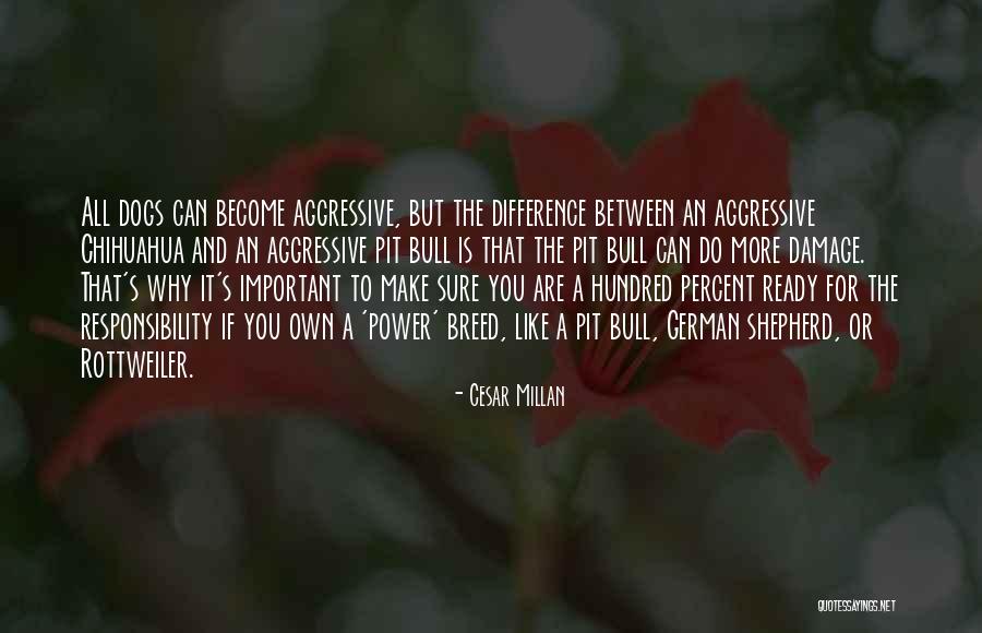 Chihuahua Quotes By Cesar Millan Chihuahua Quotes By Cesar Millan