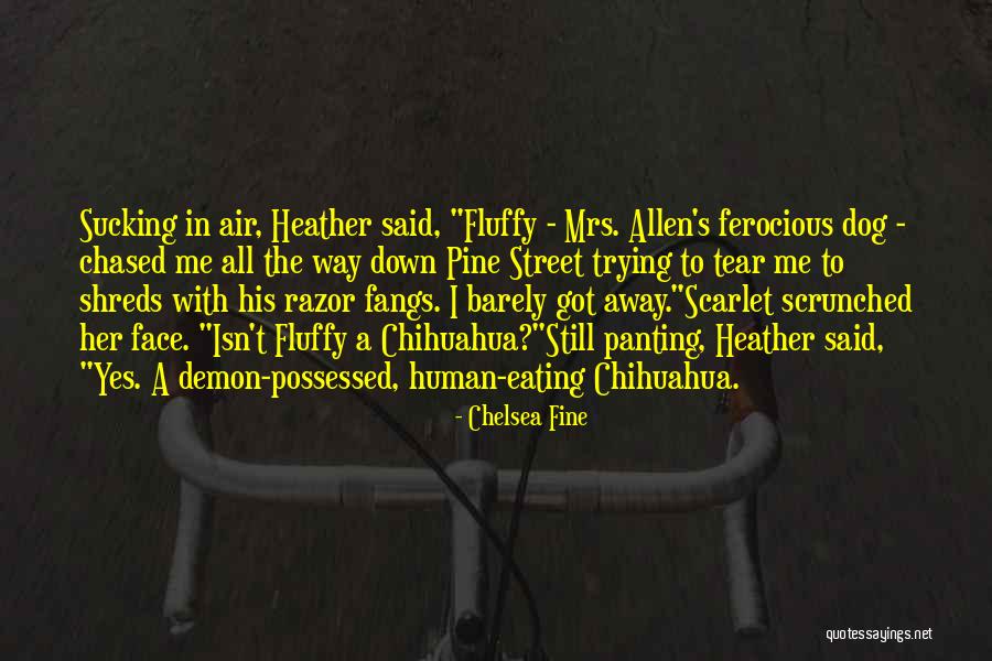 Chihuahua Quotes By Chelsea Fine Chihuahua Quotes By Chelsea Fine