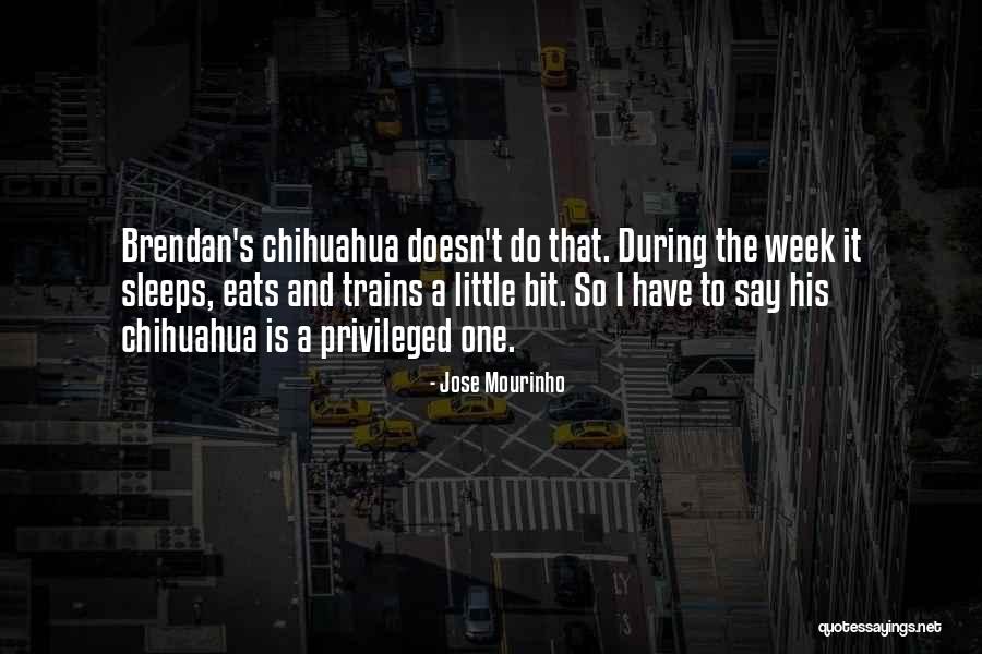 Chihuahua Quotes By Jose Mourinho Chihuahua Quotes By Jose Mourinho