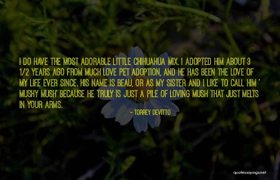 Chihuahua Quotes By Torrey DeVitto Chihuahua Quotes By Torrey DeVitto