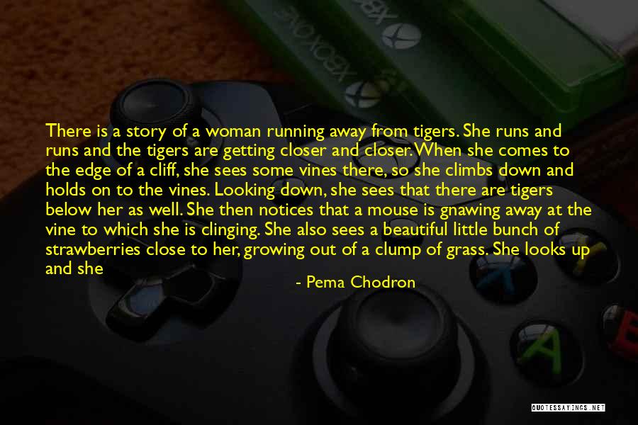 Climbs Quotes By Pema Chodron Climbs Quotes By Pema Chodron
