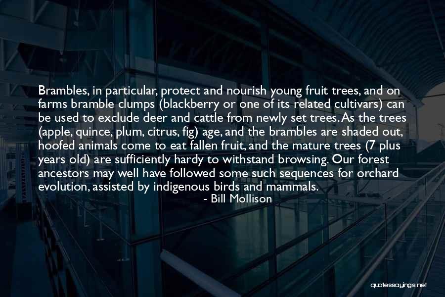 Clumps Quotes By Bill Mollison Clumps Quotes By Bill Mollison
