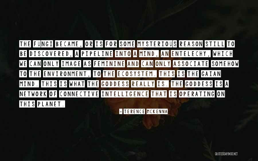 Connective Quotes By Terence McKenna Connective Quotes By Terence McKenna
