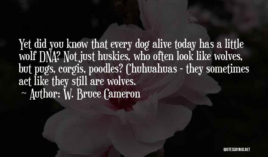 Corgis Quotes By W. Bruce Cameron