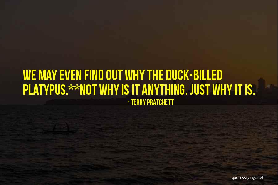 Cornflowers Flowers Quotes By Terry Pratchett Cornflowers Flowers Quotes By Terry Pratchett