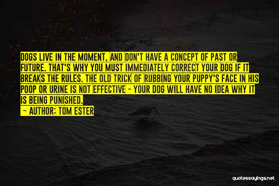 Correct The Past Quotes By Tom Ester
