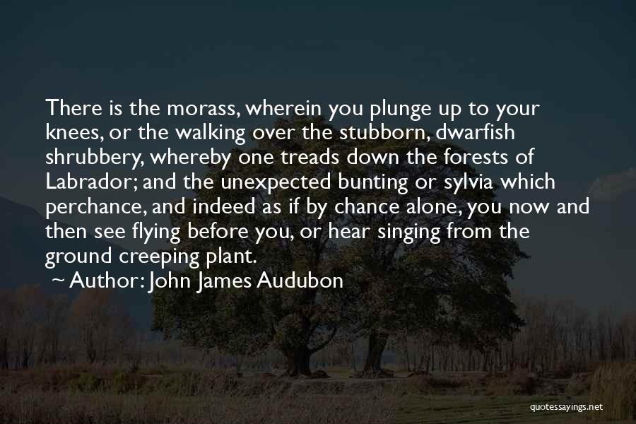 Creeping Up Quotes By John James Audubon