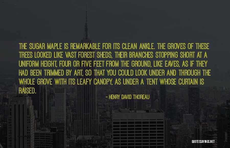 Curtain Quotes By Henry David Thoreau