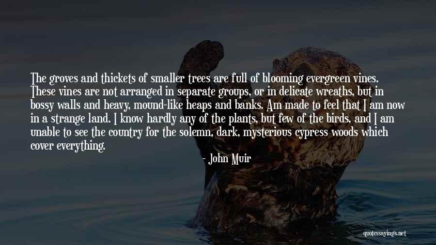 Cypress Trees Quotes By John Muir