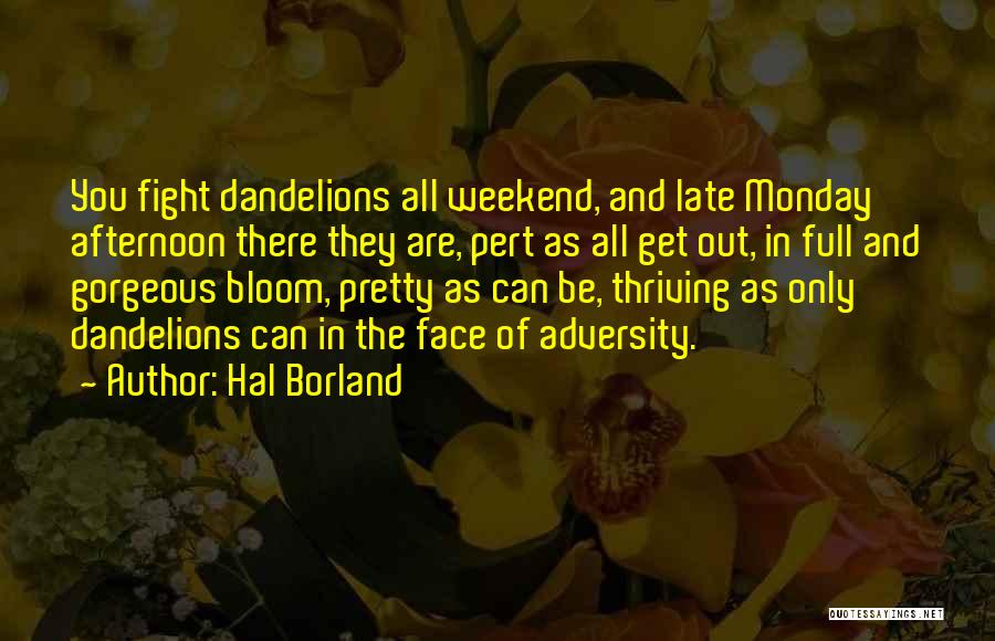 Dandelions Quotes By Hal Borland