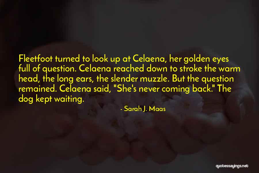 Death Of Dog Quotes By Sarah J. Maas Death Of Dog Quotes By Sarah J. Maas