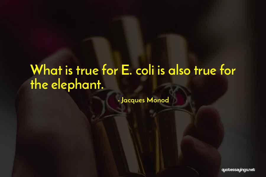 Decorosamente Quotes By Jacques Monod Decorosamente Quotes By Jacques Monod