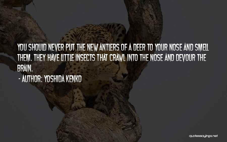 Deer Quotes By Yoshida Kenko