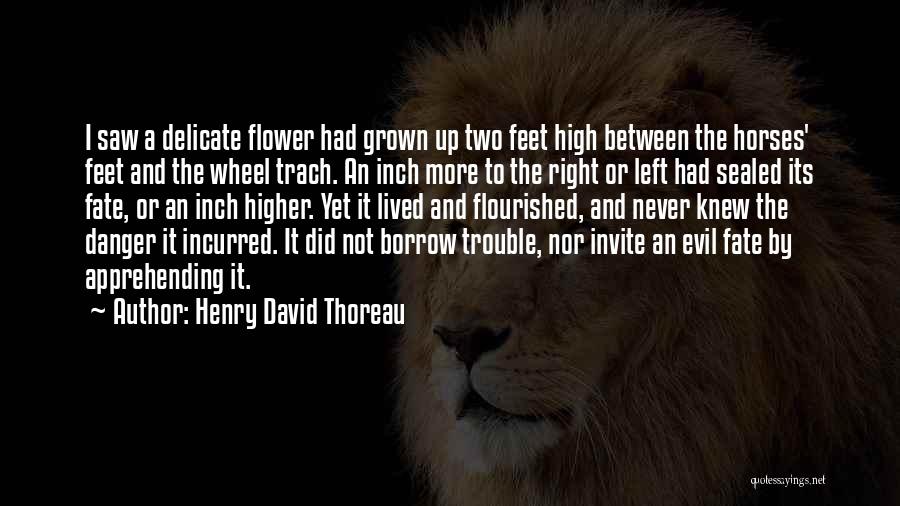 Delicate Flower Quotes By Henry David Thoreau