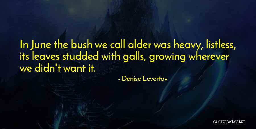 Denise Levertov Quotes 937691 Denise Levertov Quotes 937691
