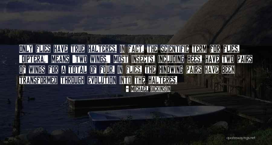 Diptera Insects Quotes By Michael Dickinson Diptera Insects Quotes By Michael Dickinson