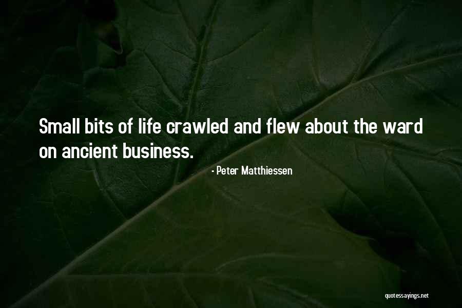 Divine Acceleration Quotes By Peter Matthiessen Divine Acceleration Quotes By Peter Matthiessen