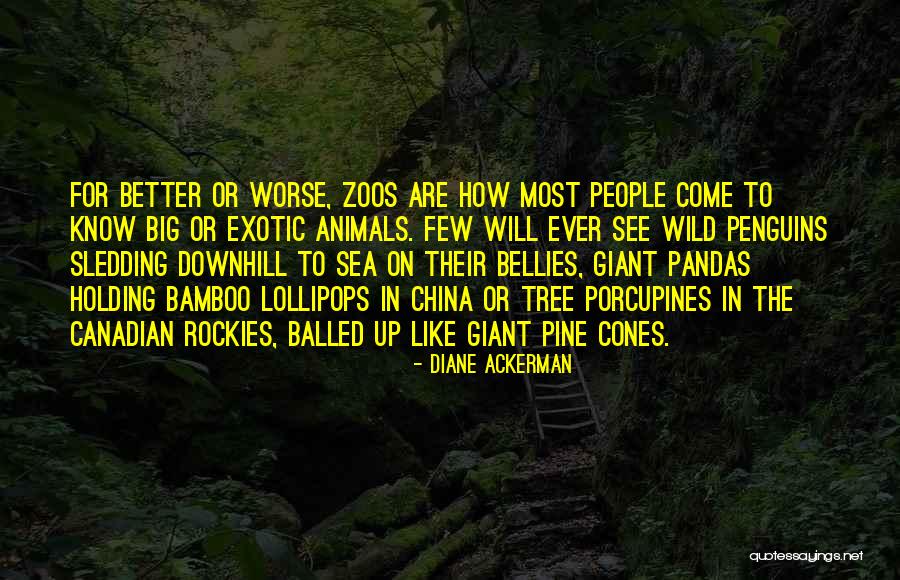 Djinguereber Quotes By Diane Ackerman Djinguereber Quotes By Diane Ackerman