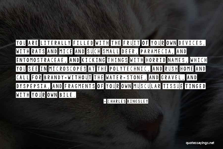 Dockstader Origin Quotes By Charles Kingsley Dockstader Origin Quotes By Charles Kingsley