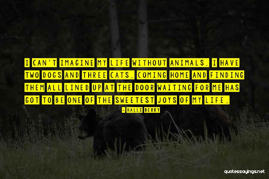 Dog And Cats Quotes By Halle Berry Dog And Cats Quotes By Halle Berry