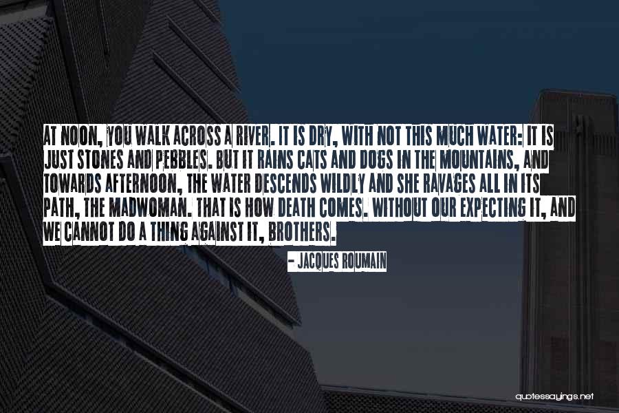 Dog And Cats Quotes By Jacques Roumain Dog And Cats Quotes By Jacques Roumain