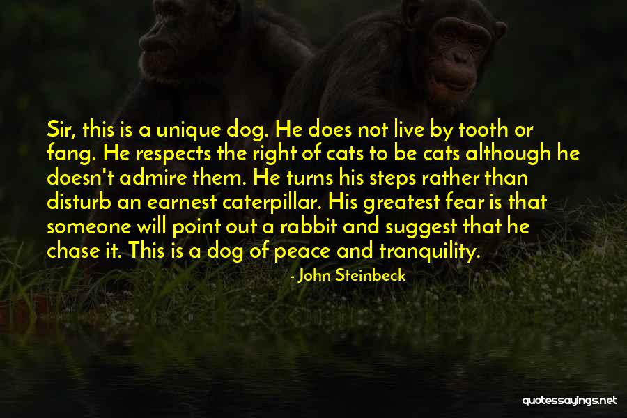 Dog And Cats Quotes By John Steinbeck