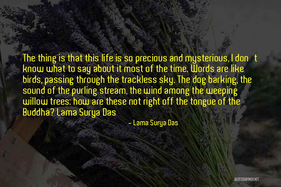 Dog Barking Quotes By Lama Surya Das Dog Barking Quotes By Lama Surya Das