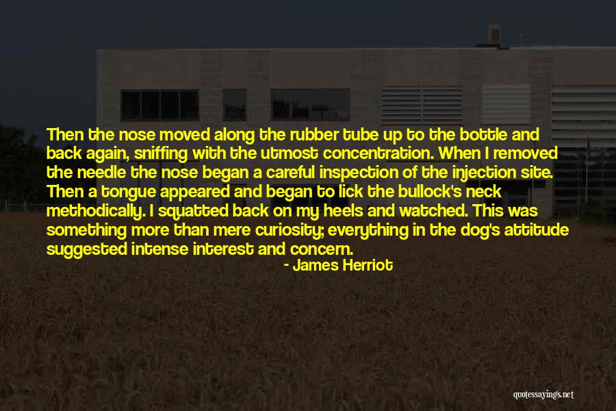 Dog Nose Quotes By James Herriot Dog Nose Quotes By James Herriot