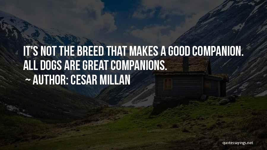 Dogs Companions Quotes By Cesar Millan