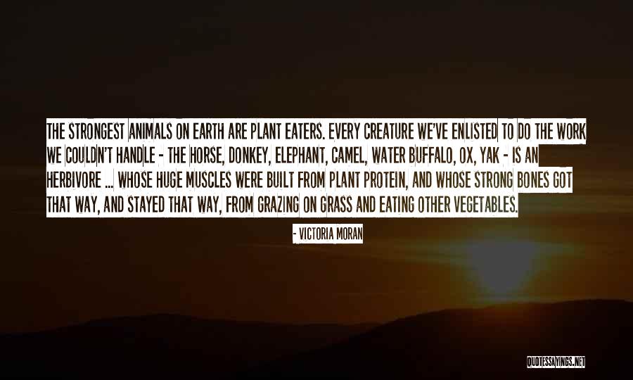 Donkey And Horse Quotes By Victoria Moran Donkey And Horse Quotes By Victoria Moran