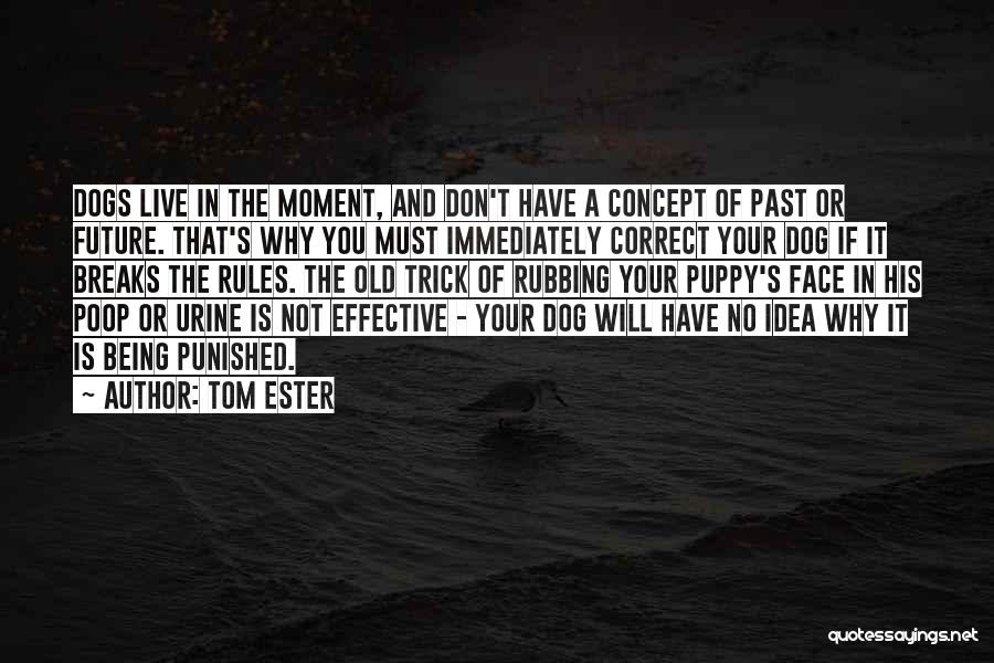 Don't Live In Your Past Quotes By Tom Ester