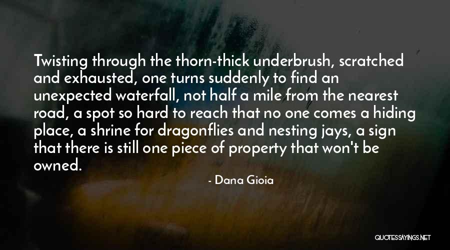 Dragonflies Quotes By Dana Gioia Dragonflies Quotes By Dana Gioia