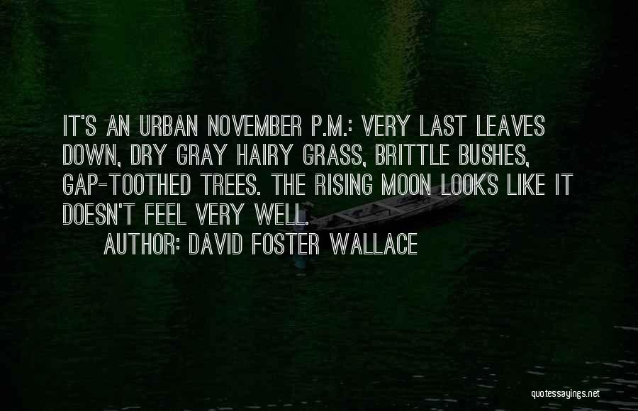 Dry Trees Quotes By David Foster Wallace