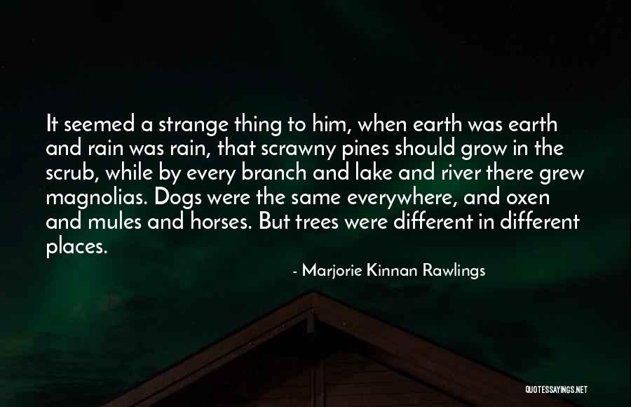 Dubois Hospital Quotes By Marjorie Kinnan Rawlings Dubois Hospital Quotes By Marjorie Kinnan Rawlings