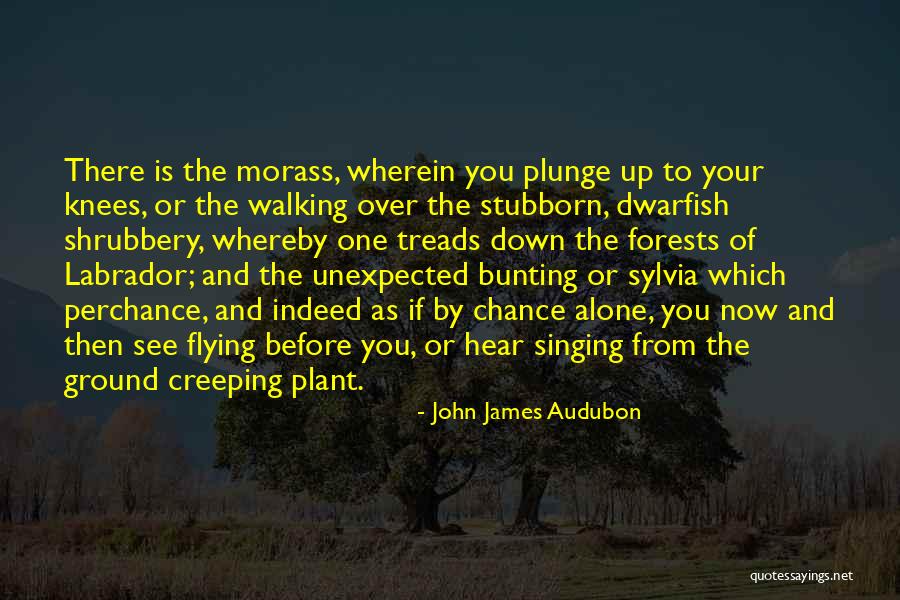 Dwarfish Whole Quotes By John James Audubon Dwarfish Whole Quotes By John James Audubon
