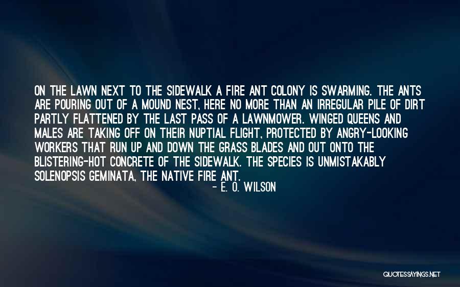 E O Wilson Ant Quotes By E. O. Wilson E O Wilson Ant Quotes By E. O. Wilson